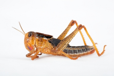 Wanderheuschrecken in der Dose (Locusta migratoria)